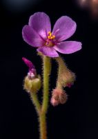 květ Drosera collinsiae